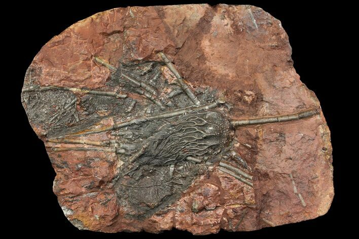 Silurian Fossil Crinoid (Scyphocrinites) Plate - Morocco #118546